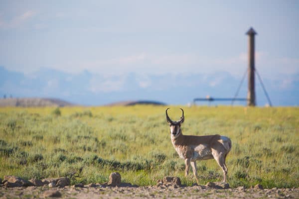 Wyoming Wildlife