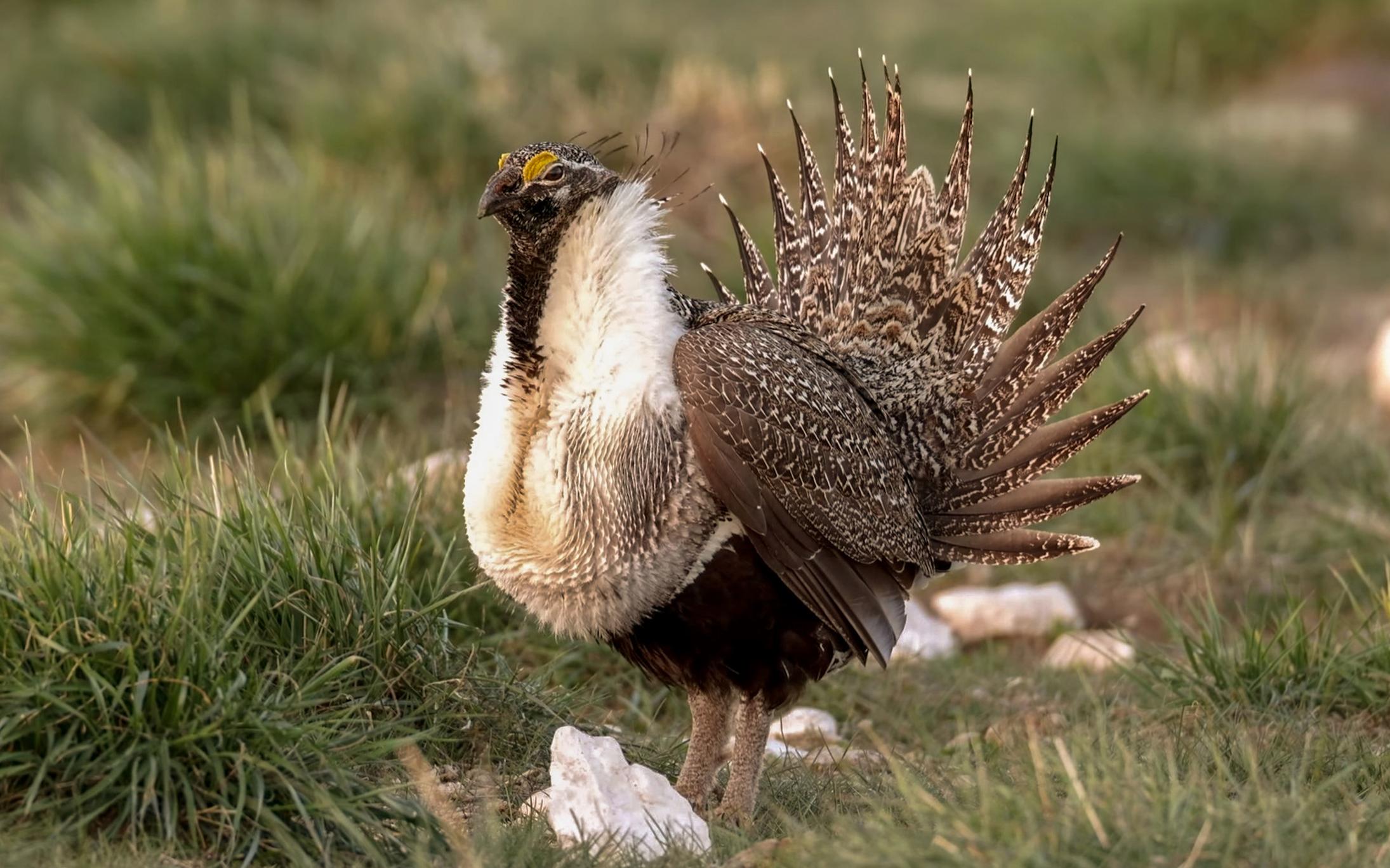 Sage-Grouse